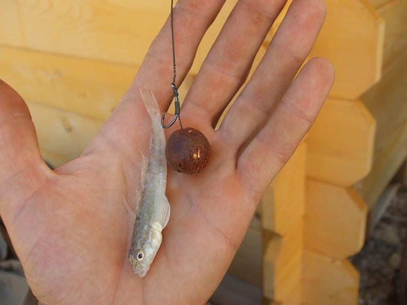 CN 2013-Corbu, CT, Lotul Overten - dscf8017.jpg